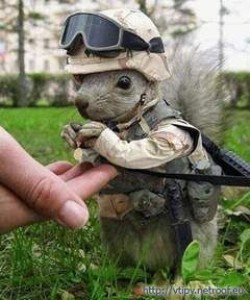 Veverička vojakom
